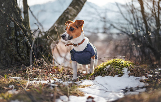 Small Jack Russell terrier in dark blue winter jacket walking on ground with grass and snow patches, blurred trees or bushes background.