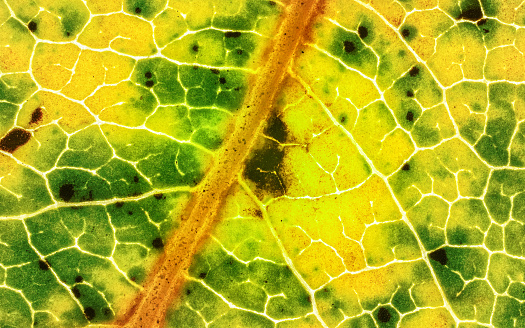 Fallen leaf, parts of it colored yellow orange and dark brown spots, microscope detail image width 9mm.