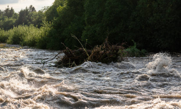 istock Sun shines on dirty flood water flowing rapidly in river, taking some small trees with roots 1336102354