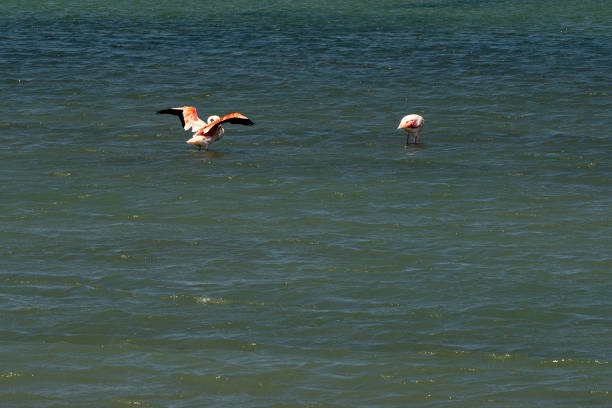 Flamingos feeding at Sarimsakli Salt Basin lake in Turkey