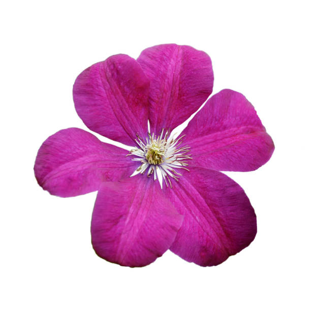Pink clematis isolated on white background