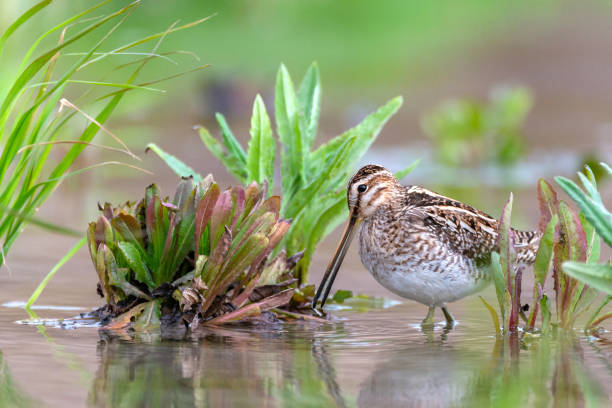 Common Snipe - Gallinago gallinago wader feeding in the water Common Snipe - Gallinago gallinago wader feeding in the water. common snipe stock pictures, royalty-free photos & images