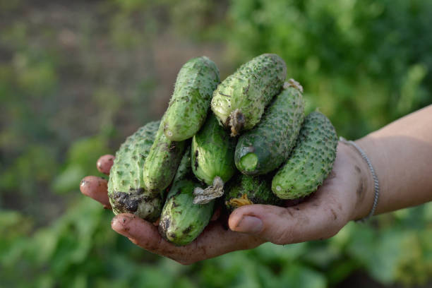istock A hand smeared with mud holds eight small green cucumbers splattered with mud after a heavy rain, close-up, copy space. 1336105595