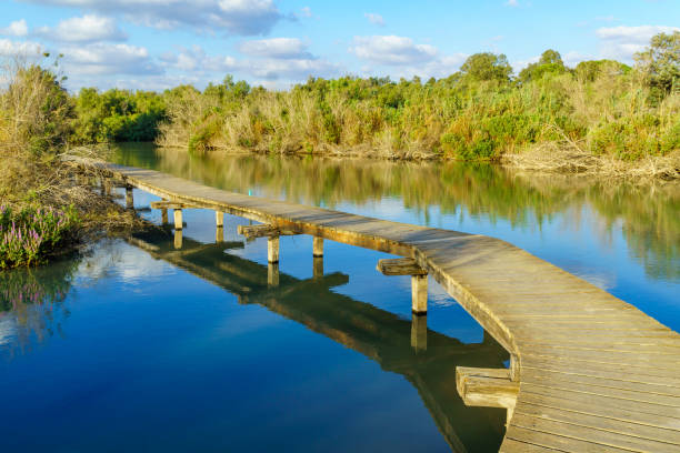 istock Elevated pathway over a pond, wetland nature reserve En Afek 1336106309