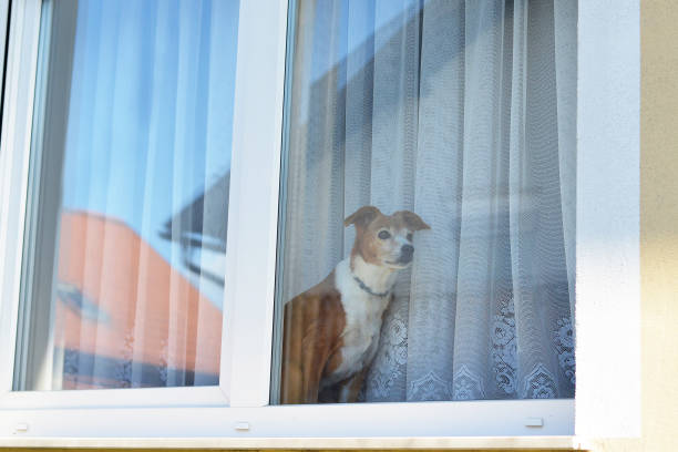 istock Dog sitting on the window, looking and waiting for his owner 1336106370