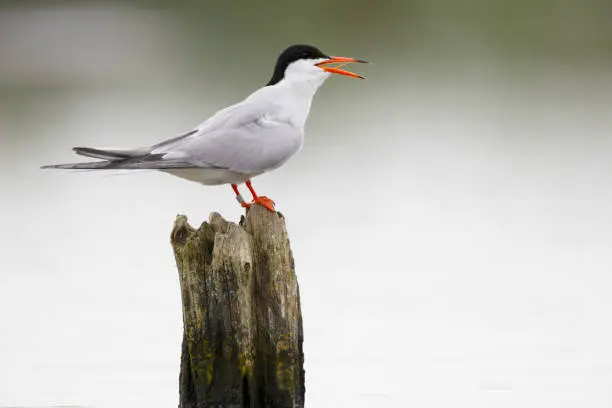 Common tern on pole in lake