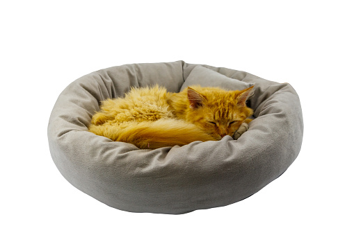 Ginger cat lying in comfortable pet bed isolated on white background
