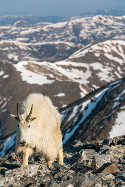istock Mountain Goat in Colorado Mountains 1336107861