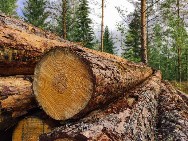 istock Forest industry timber wood harvesting Finland 1336108005