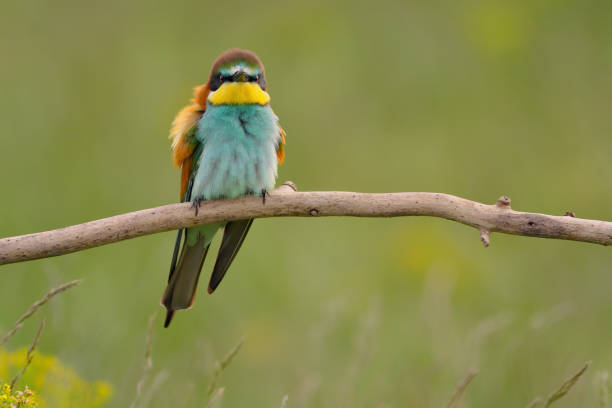 mangeur d’abeilles européen - merops apiaster l’oiseau exotique coloré - bee eater colorful bird beautiful bird animal photos et images de collection