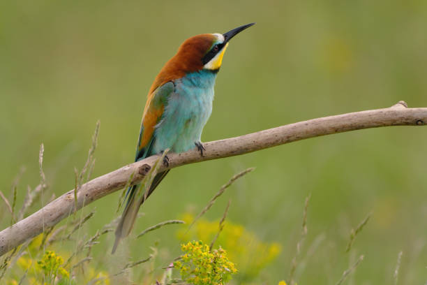 mangeur d’abeilles européen - merops apiaster l’oiseau exotique coloré - bee eater colorful bird beautiful bird animal photos et images de collection