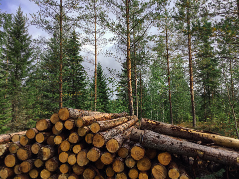 Forest industry timber wood harvesting Finland