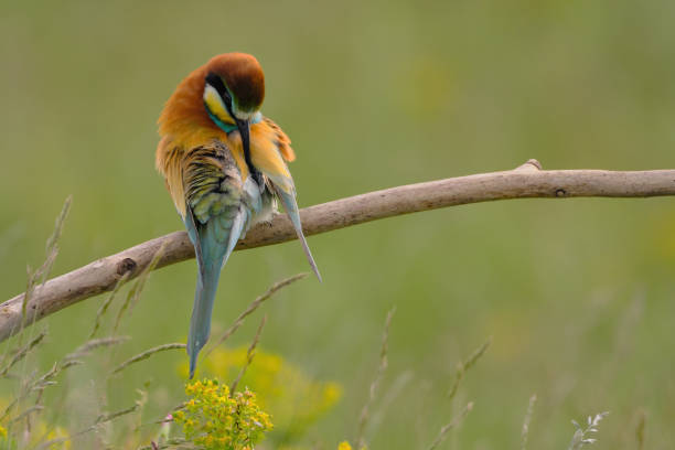 mangeur d’abeilles européen - merops apiaster l’oiseau exotique coloré - bee eater colorful bird beautiful bird animal photos et images de collection