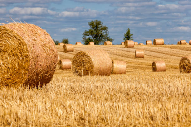 istock stubble from wheat on a rural field 1336108105