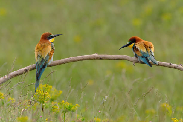 istock European bee-eater - merops apiaster the colorful exotic bird 1336108367