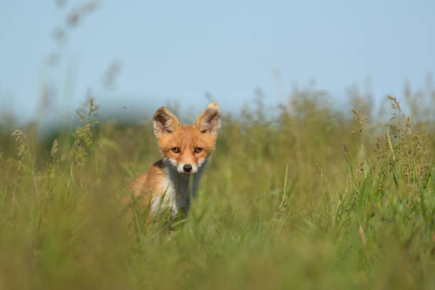 istock Little red fox cub in the grass 1336108396
