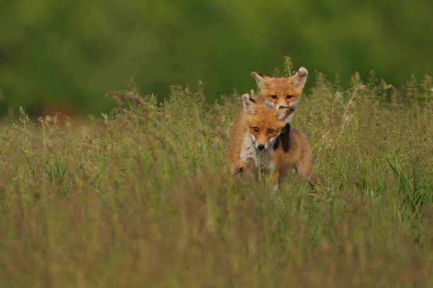 istock Little fox cubs in the meadow 1336108426