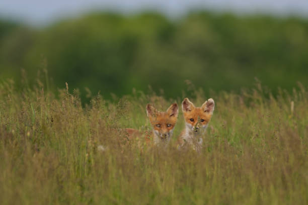 istock Little fox cubs in the meadow 1336109034