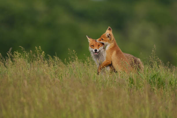 istock Fox cub playing with the mother fox on the meadow 1336109096