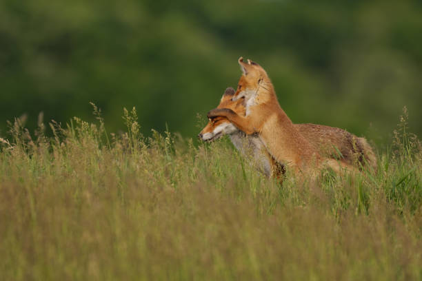 istock Fox cub playing with the mother fox on the meadow 1336109164