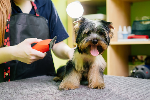 Groomer cuts of the Yorkshire Terrier by a haircut machine for the animals. hairdresser pet and pet hair care specialist. extras at the pet store
