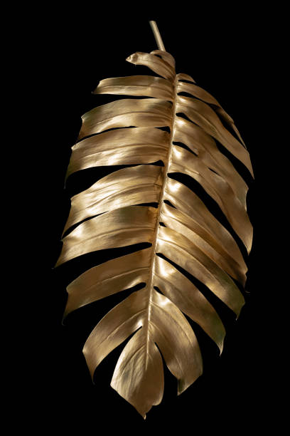 istock golden monstera leaves isolated on black background, clipping path 1336110456