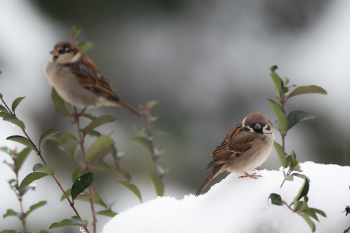 Sparrows looking for food after snowfall.