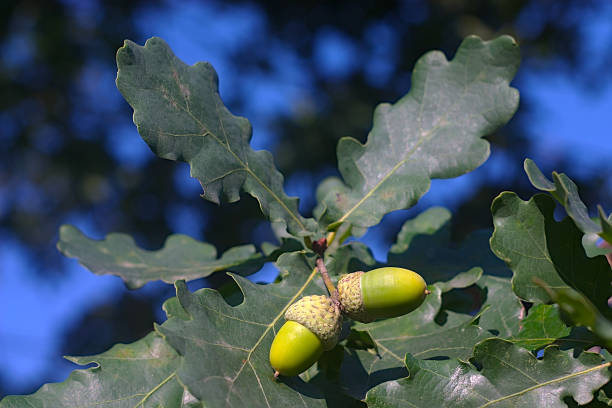 istock acorns on a branch in late summer 1336111293