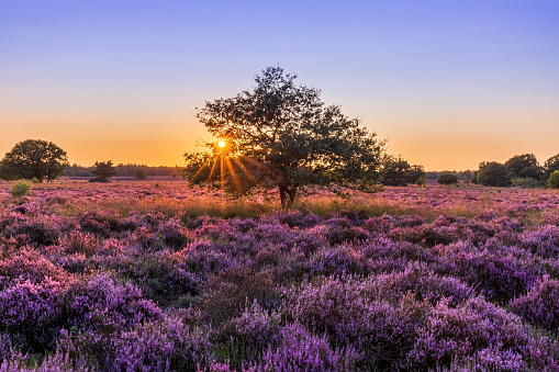 Sunset over hills with blooming heather at Vierhouten, The Netherlands\nThis picture consist of seven different exposures that have been processed in to one high dynamic range image.
