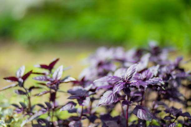 istock Fresh purple basil growing in a garden bed on a sunny day 1336111954