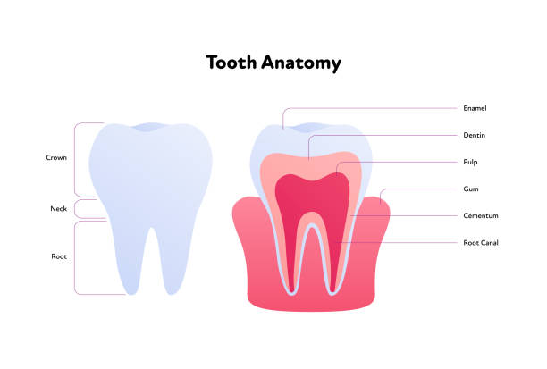 Tooth Bisection 1,300+ Tooth Cross Section Stock Illustrations, Royalty-Free Vector ...