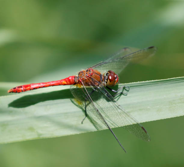 istock Ruddy Darter Dragonfly (Sympetrum sanguineum) Male 1336112429