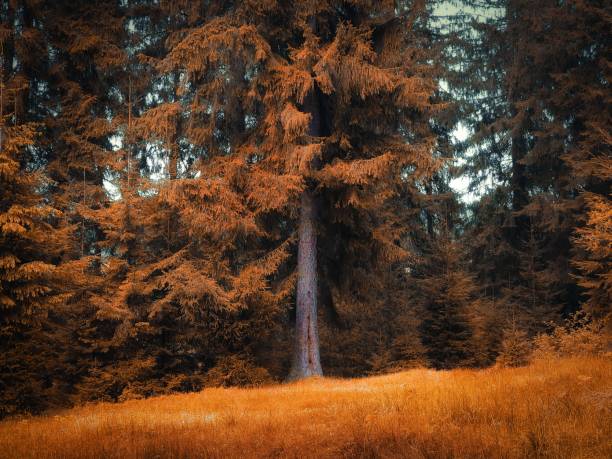 Autumn colors in the forest. Yellow coniferous forests in the morning. Atmospheric landscape for background.