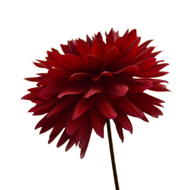 istock Red dahlia flower isolated on white background 1336113748