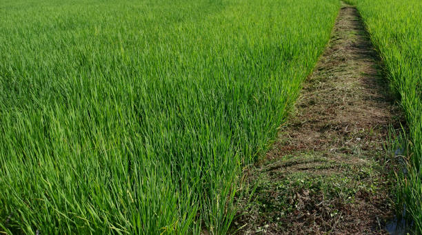 istock rice field in the big forest 1336113844