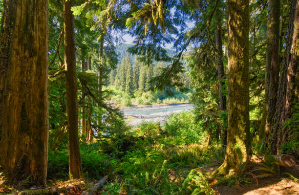 paisaje único de la selva tropical de hoh en el hermoso parque nacional olímpico en el oeste del estado de washington, estados unidos. - olympic national park fotografías e imágenes de stock