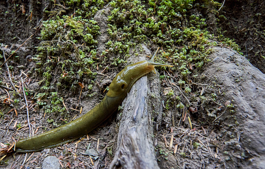 Banana slug in the unique scenery of the Hoh Rainforest in the beautiful Olympic National Park in Western Washington State USA.
