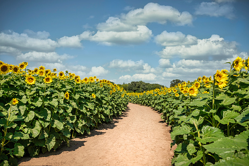 Path through field of blooming yellow sunflowers.