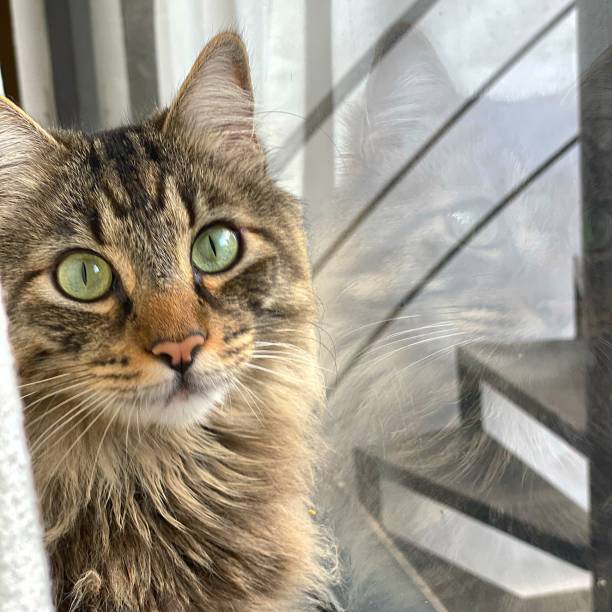 istock Cute cat hidden behind curtains 1336115411