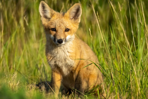 Fox Pup 4,700+ Baby Fox Stock Photos, Pictures & Royalty-Free Images - iStock