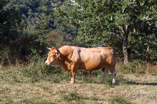 Galician blonde bull alone looking towards the camera in the middle of the mountain in the Ancares area, Lugo, Spain