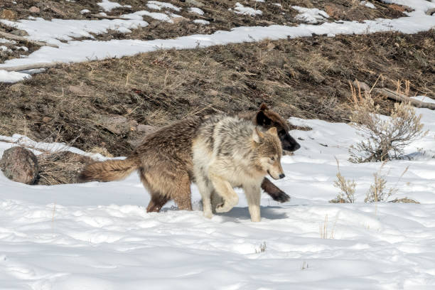 istock Grey wolves running and playing on snow covered hill 1336116675