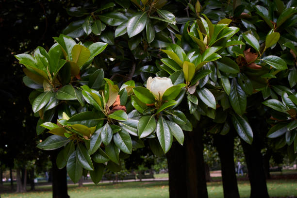 magnolia grandiflora en fleurs - magnolia blossom photos et images de collection