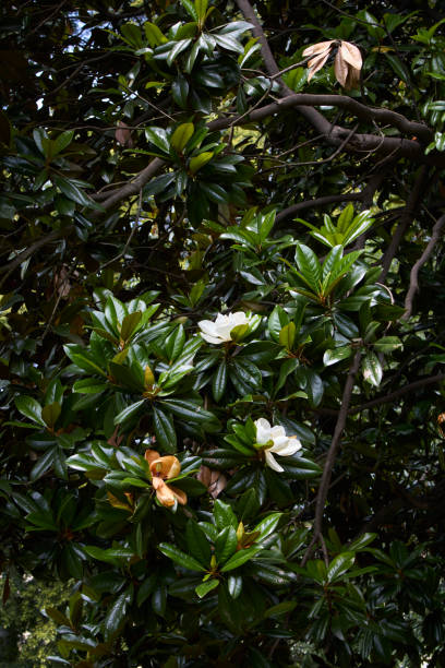 istock Magnolia grandiflora in bloom 1336117162