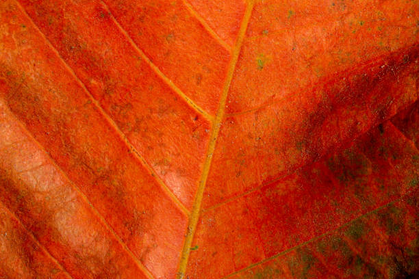 istock macro red leaf,Macro of autumn grape leaf background. 1336118134