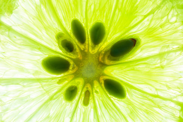 istock Macro Lime,Lemon and green lime overlapped slices close-up background. 1336118234