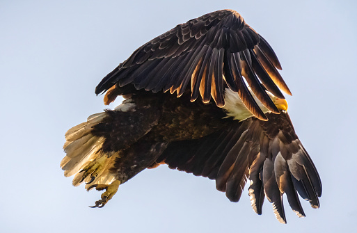 Large American Bald Eagle Bird flying. Wings spread out