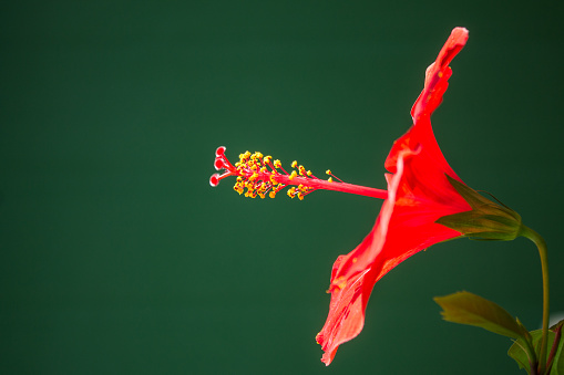 Beautiful bright red flower with a yellow stamen close-up on a dark green background in the rays of sunlight and space for coaing