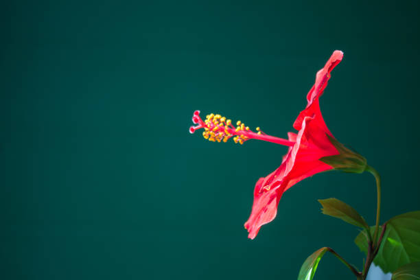 bright red flower with a yellow stamen close-up on a green background Beautiful bright red flower with a yellow stamen close-up on a dark green background in the rays of sunlight and space for coaing mirabilis jalapa stock pictures, royalty-free photos & images