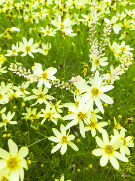 istock Chamomile or daisy flower on the green natural background 1336120248